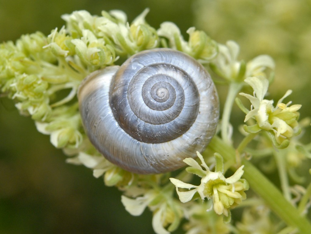 Una lumachina su fiori di Reseda phyteuma